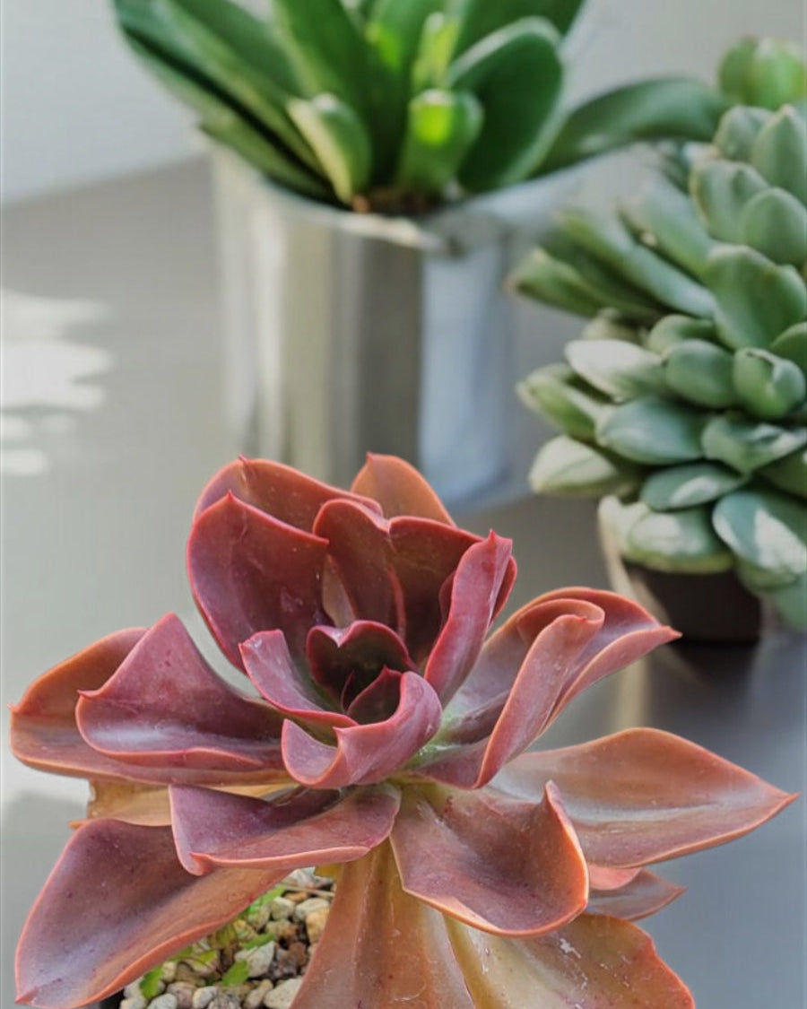 Echeveria "Autumn Flame"