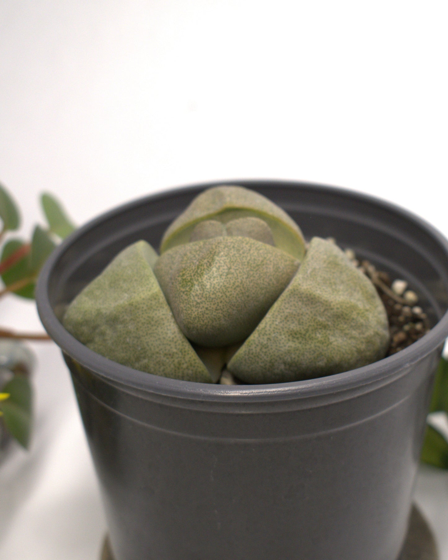 Pleiospilos nelii "Split Rock" large Succulent 3" Live Plant