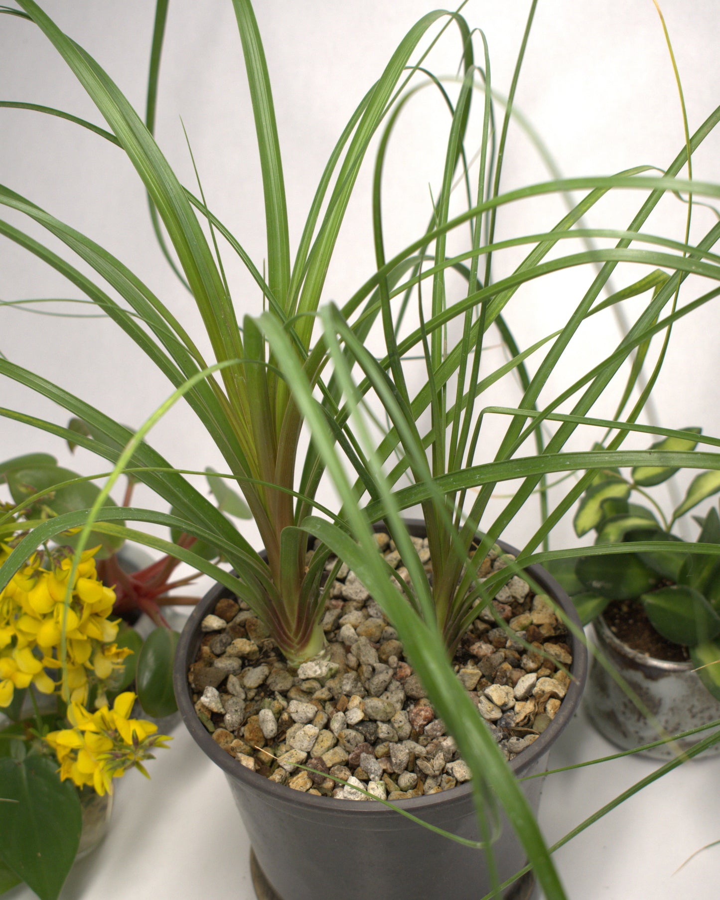 Ponytail Palm "Beaucarnea Recurvata" 12" Live Plant