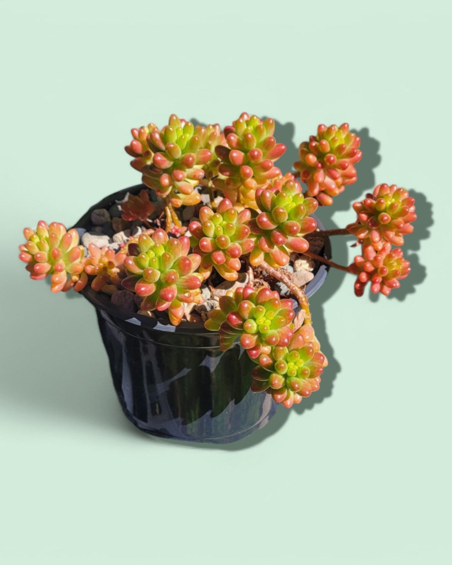 Sedum rubrotinctum- Jelly Bean Plant (Sold In A 4" Pot)