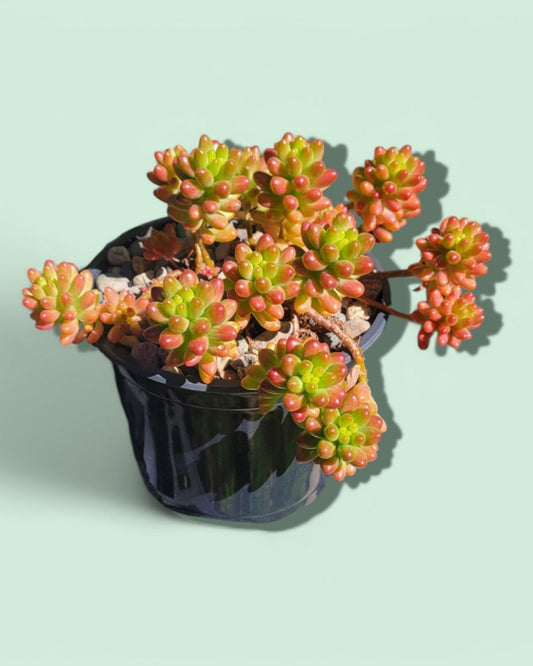 Sedum rubrotinctum- Jelly Bean Plant (Sold In A 4" Pot)