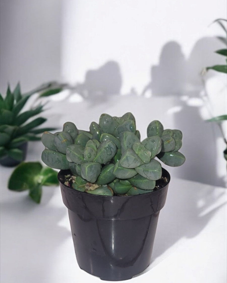 Corpuscularia lehmannii- Ice Plant (Sold In A 4" Pot)