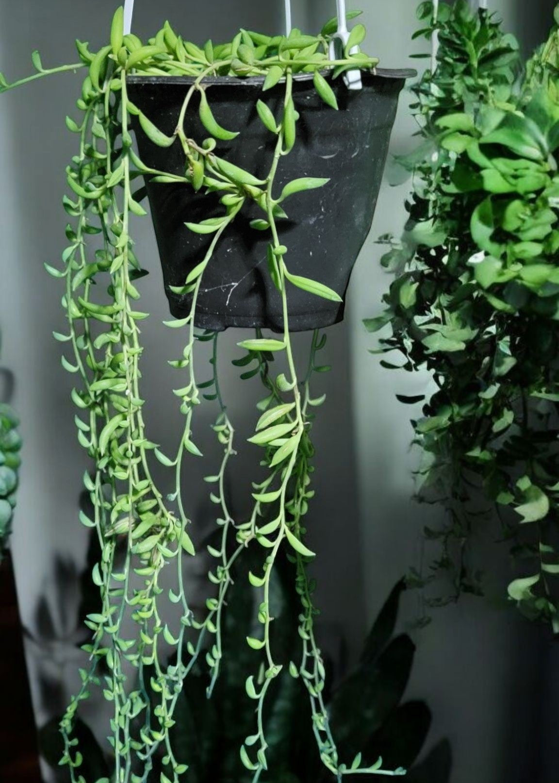 Scecio Radicans-String Of Bananas