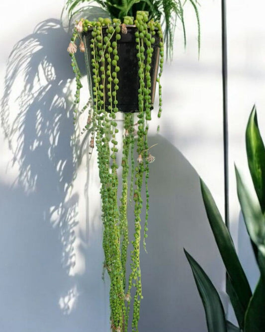 Senecious rowleyanus- String Of Pearls (Sold in A 4-5" Pot)