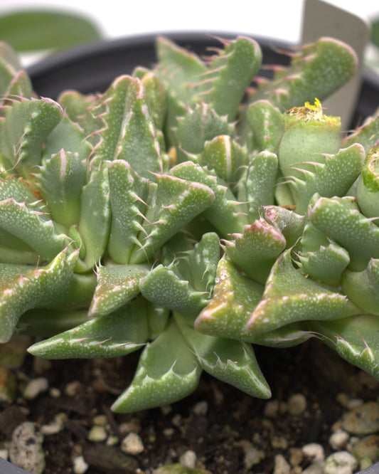 Tiger Jaw Crassula Succulent 3" Live Plant