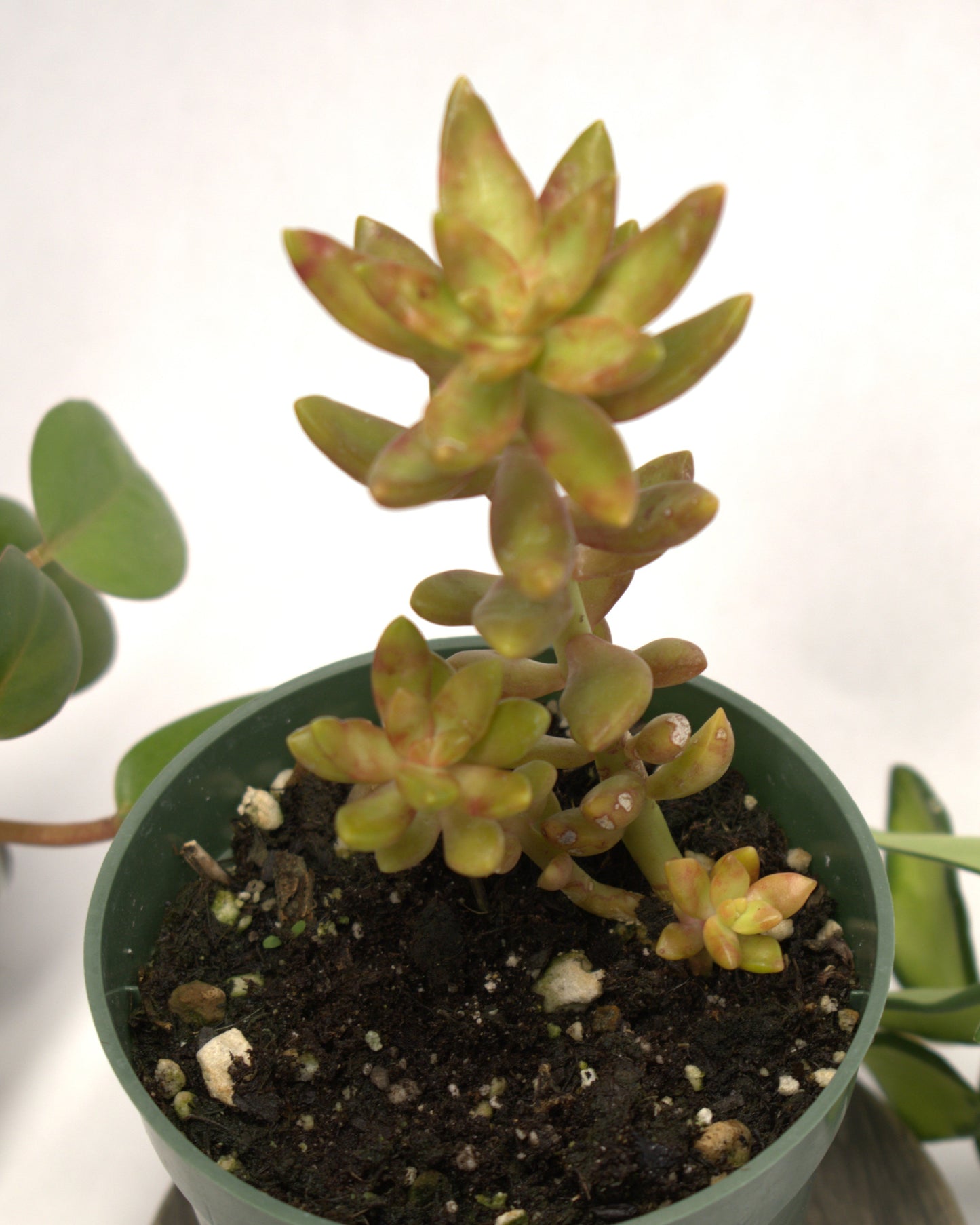 Yellow Sedum Nussbaumerianum Coppertone "Rare Succulent" 2" and 3" Live Plant
