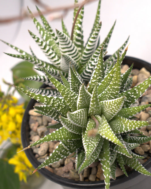 Haworthia "Zebra Plant"