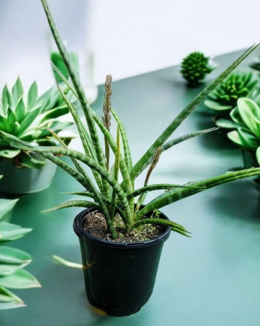 Sansevieria trifasciata- Fernwood Snake Plant (Sold In A 1 Gallon Pot)
