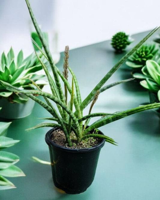 Sansevieria trifasciata- Fernwood Snake Plant (Sold In A 1 Gallon Pot)