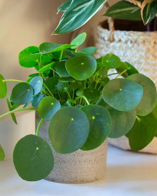 Pilea peperomioides- Chinese Money Plant (sold in a 4 inch Pot)