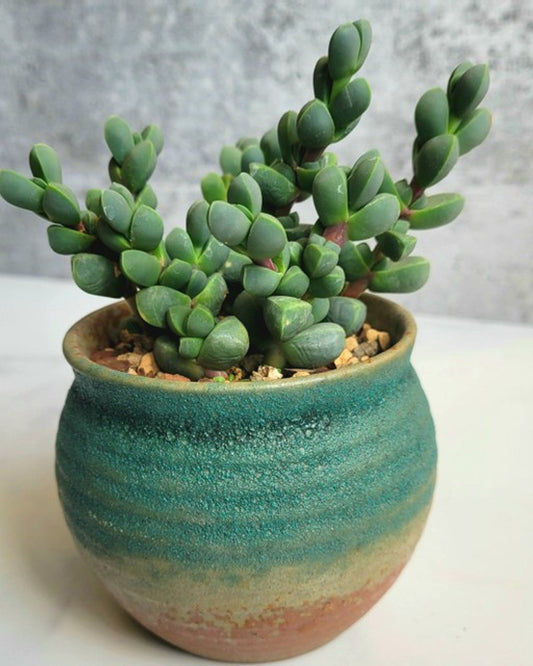 Corpuscularia lehmannii- Ice Plant (Sold In A 4" Pot)
