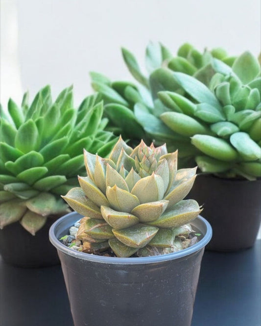 Echeveria purposorum A. Berger- (sold in a 4" pot)