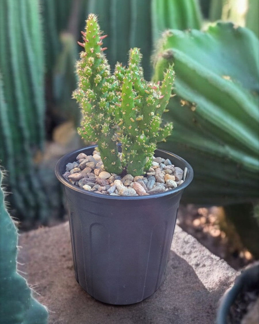 Austrocylindropuntia Subulata "Eves Needle Cactus" 5" Live Plant
