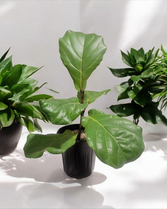 Ficus Lyrata- (Fiddle Leaf Fig) 12" Tall/Sold In A 1 Gallon Pot