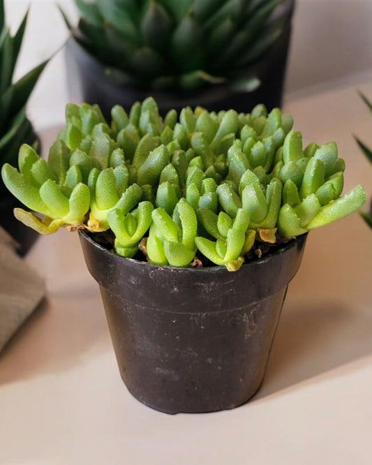 Stomatium mustellinum- Blooming Ice Plant (Sold In A 4 Inch Pot)