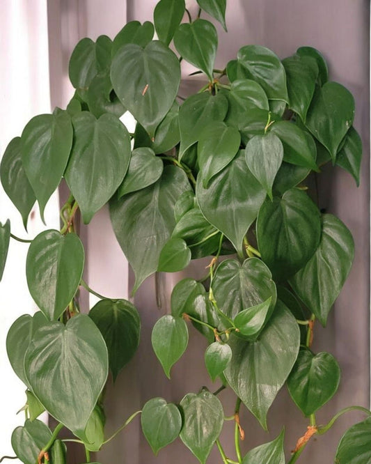 Philodendron hederaceum- Heartleaf philodendron (Sold In A 4" Pot)
