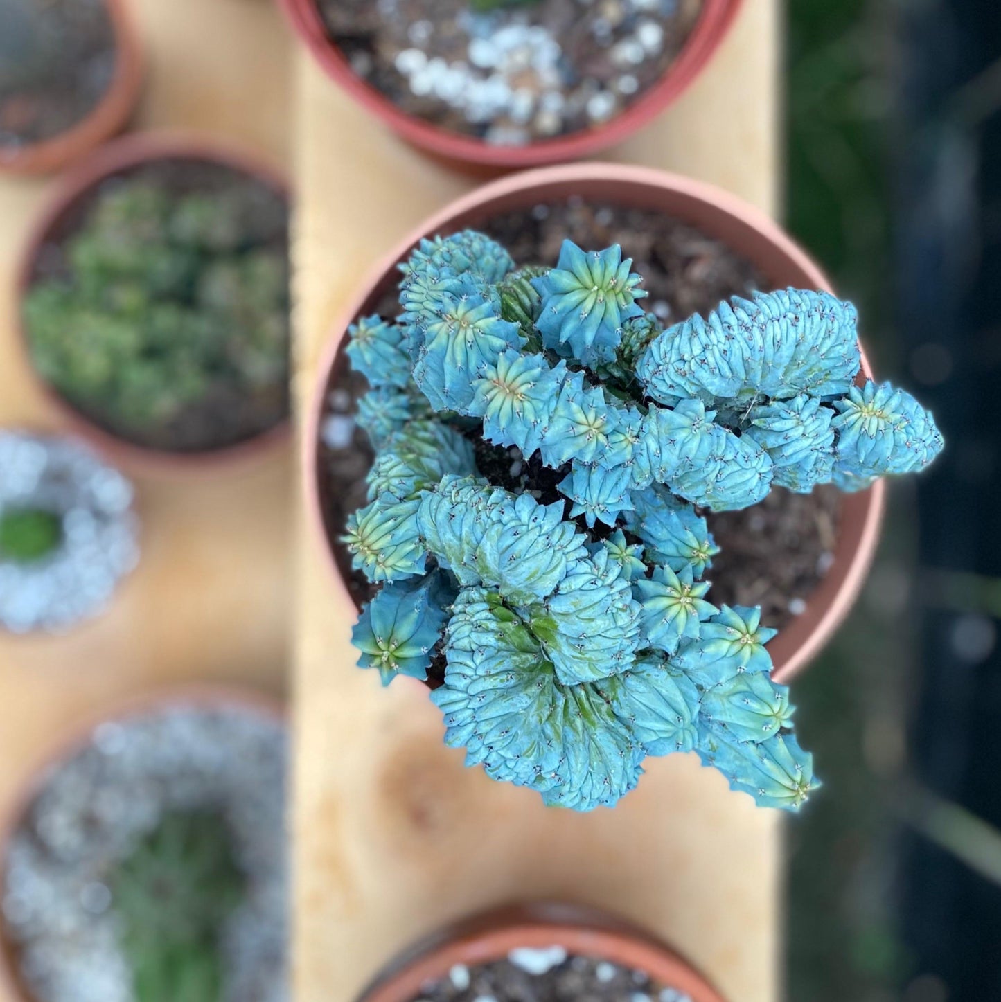 Myrtillocactus geometizans cristata "Crested Blue Candle"