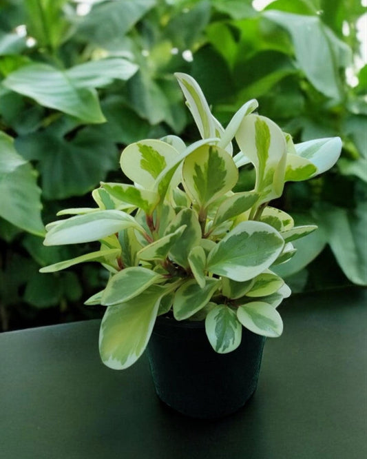 Peperomia obtusifolia- RUBBER PLANT 'Verigated' (Sold In A 4" Pot)