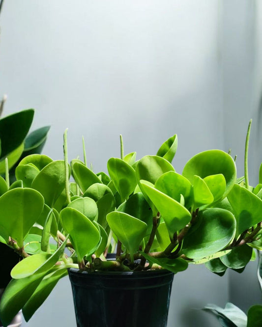 Peperomia obtusifolia- Baby Rubber Plant (Sold In A 4" Pot)
