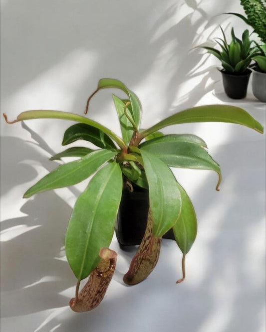 Napenthes biak species- Carnivorous plant large (Sold In A 4-5' Pot )