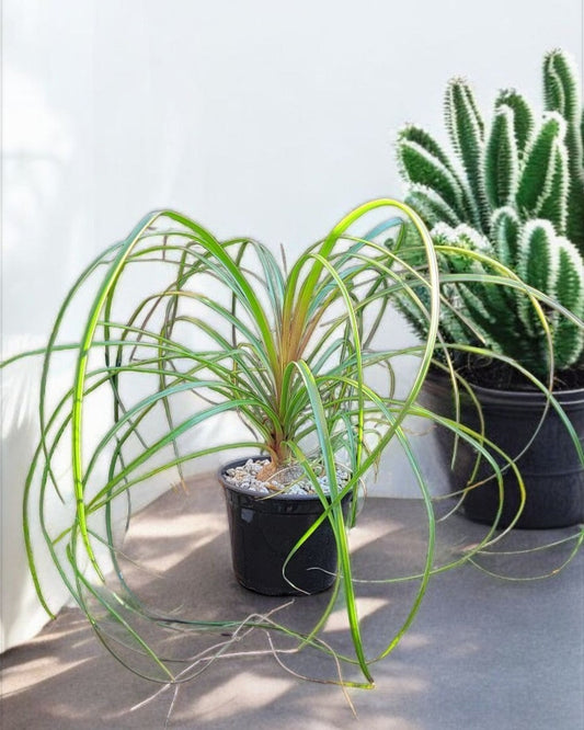 Ponytail Palm "Beaucarnea Recurvata" 12" Live Plant