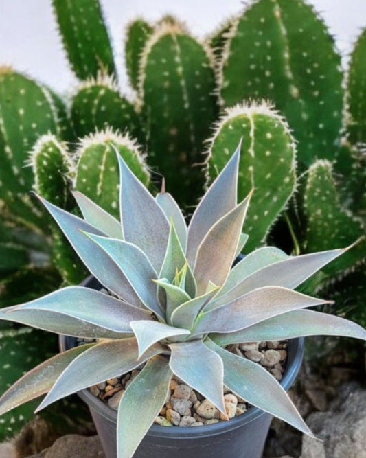 Mangave 'bloodspot' x agave attenuata-Lavender Lady (Sold In A 1 Gallon Pot)
