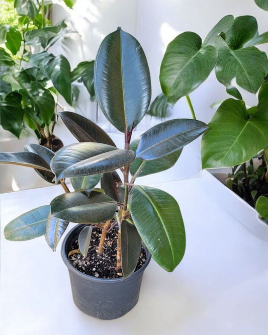 Ficus Elastica- Rubber Tree 20"Tall (Sold In A 1 Gallon Pot)
