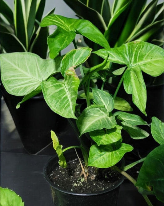 Syngonium podophyllum- Arrowhead Vine (Sold in A 1 Gallon pot"